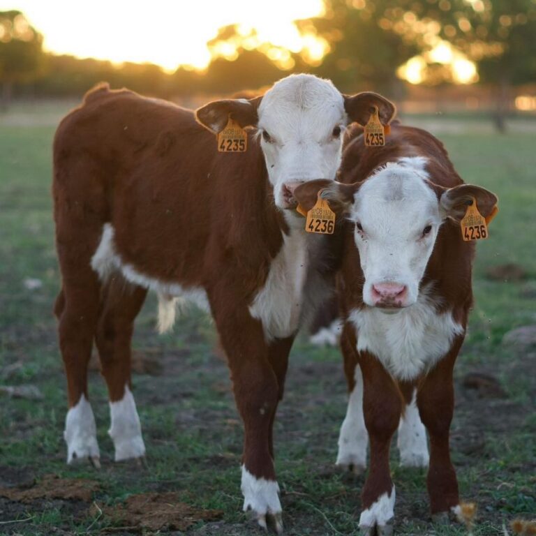 vacas